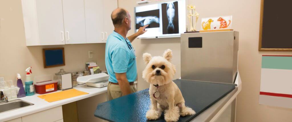 What to Expect When Your Pet Needs an X-Ray