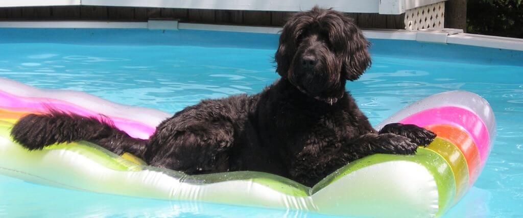 Dog sitting on a pool float in the water
