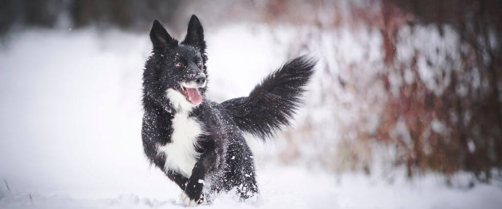 Black and white dog happily running through snow
