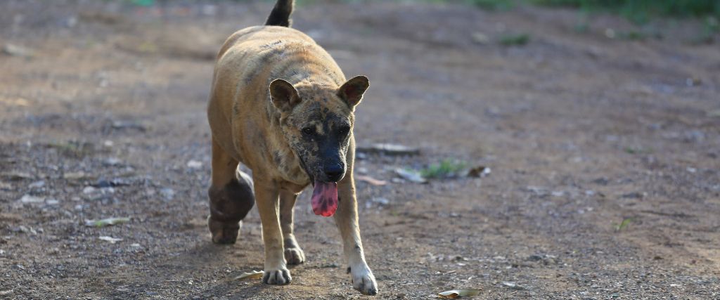 A dog suffering from cellulitis walking with an abscess on its leg.