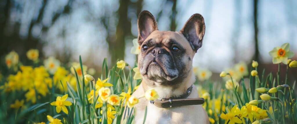 Dog sitting in field of flowers, dog stung by bee