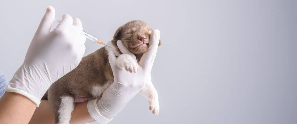 dog vaccination info for national pet immunization month
