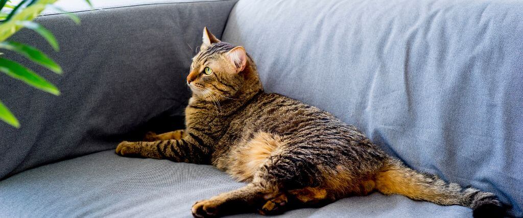 Managing Cat Asthma: Simple Modifications for a Healthier Environment