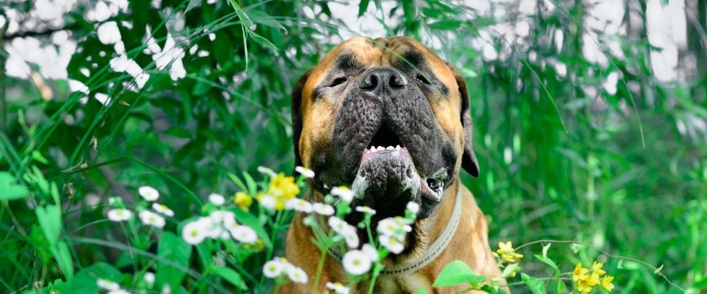 Bullmastiff surrounded by tall grass, leaves and flowers
