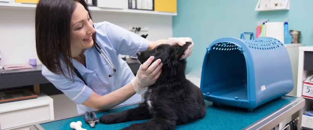 Vet tech assessing a black dog during a dog wellness visit
