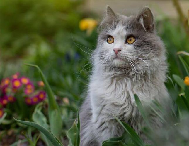 12 Things Your Pet Could Be Allergic To