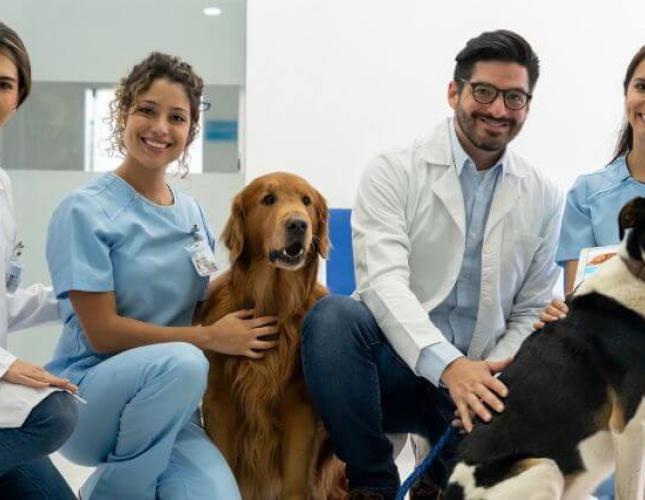 A Veterinarian's Role In The One Health Perspective