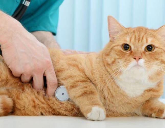 Annual Exams for Cats: Why They’re Just as Important as Dog Checkups