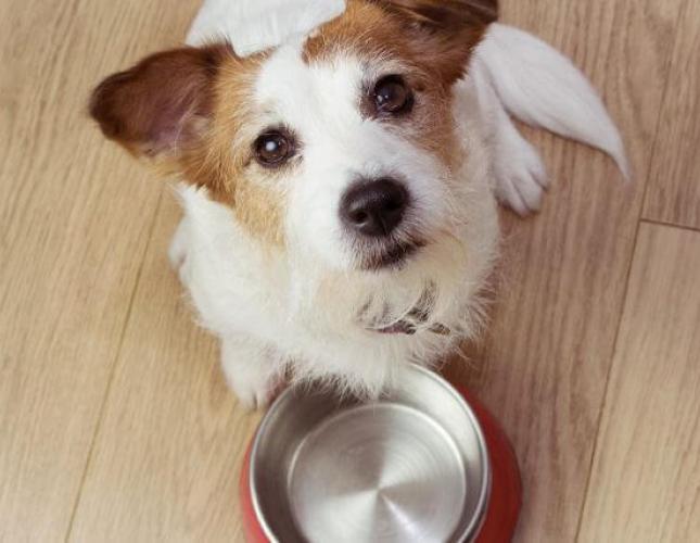 Are By-Products in Pet Food Really That Bad?