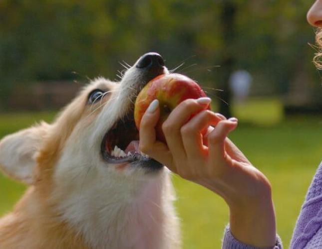 Can My Dog Eat That? A Veterinarian's Take on the Internet's Most Asked Foods for Dogs