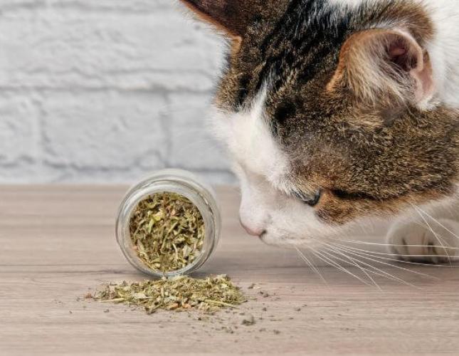 Catnip: What It Is, How It Works, and Why Cats Love It