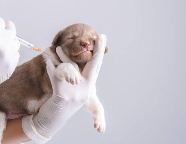 What Are the Core and Non-Core Vaccines For Dogs? Your FAQs Answered For National Pet Immunization Month
