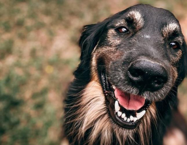 Pet Eye Health: Everything You Need to Know About Common Dog & Cat Eye Disorders — Part II