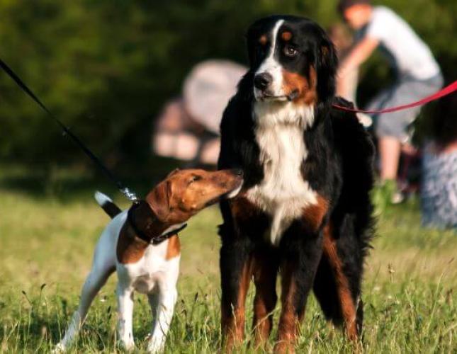 How to Introduce Dogs to Each Other: Expert Tips for a Positive First Encounter