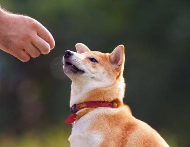 The Power of Positive Reinforcement in Training Your Dog