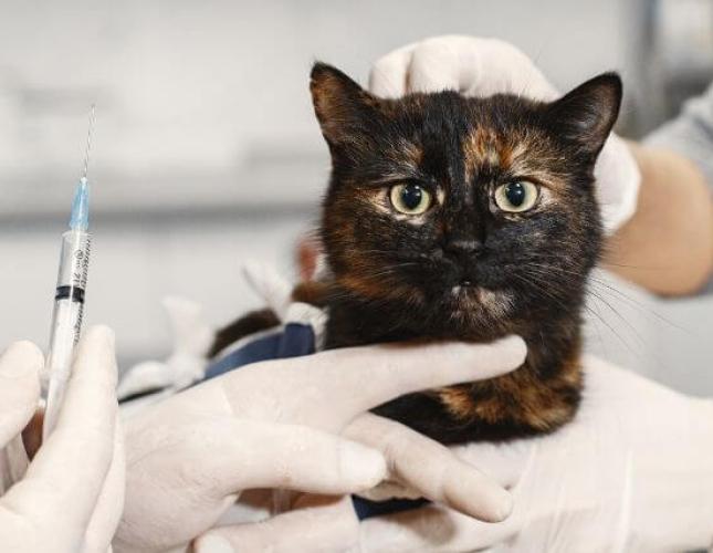 All of Your Cat Vaccination Questions Answered