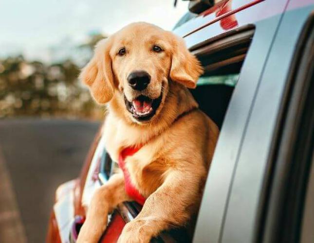 Easing Dog Motion Sickness: Why Some Dogs Get Motion Sickness—And What You Can Do About It