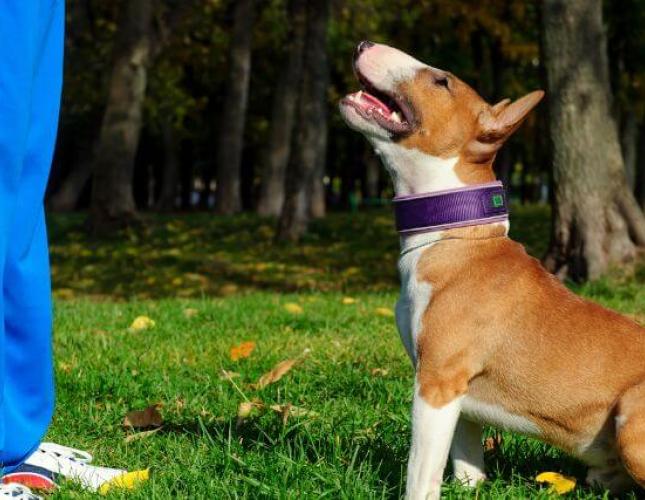 For The Love of Dog, Train Your Dog!