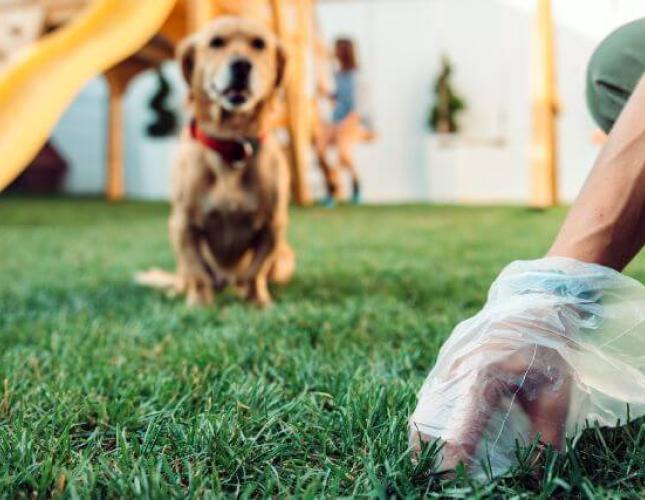 The Ultimate Guide to What Your Dog's Poop is Telling You