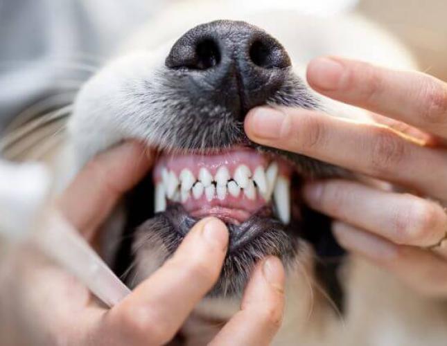 What Is a COHAT? So Much More Than a Standard Pet Teeth Cleaning