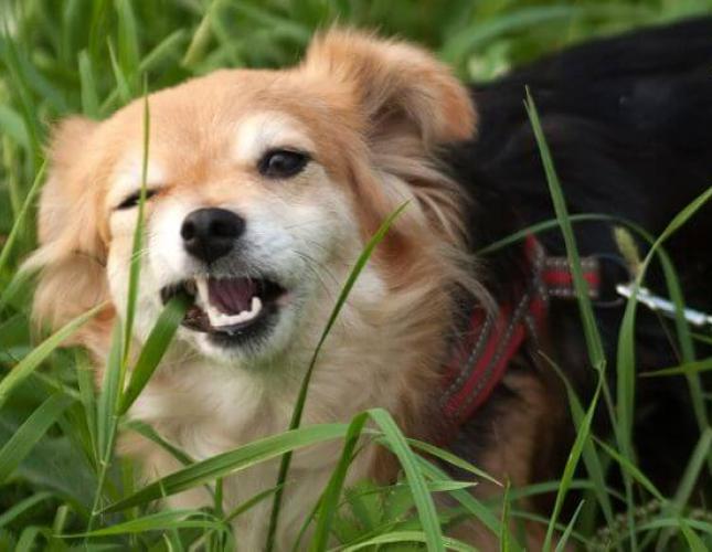 Why Does My Dog Eat Grass? The Surprising Truth