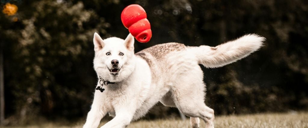 Large white dog playing with KONG toy