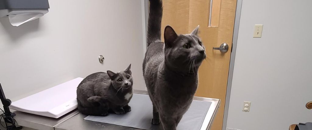 Filter Failure: What Happens When a Pet’s Kidneys Can't Keep Up