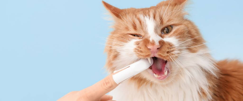Why You Shouldn't Ignore Your Pet's Oral Health
